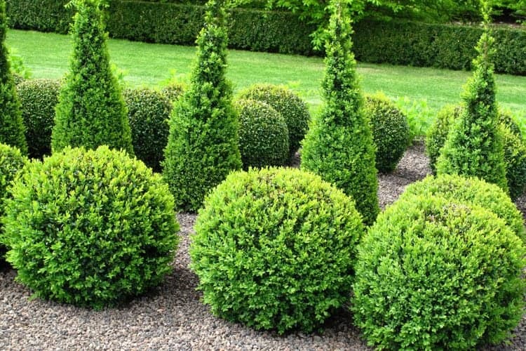 Tree Trimming